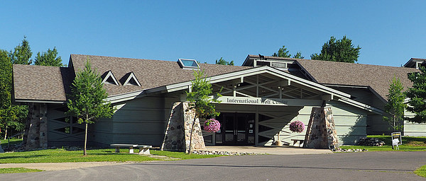 med_17-Wolfmanagement.jpg (600 x 256)